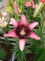 [5041 Thesiri No02.JPG]